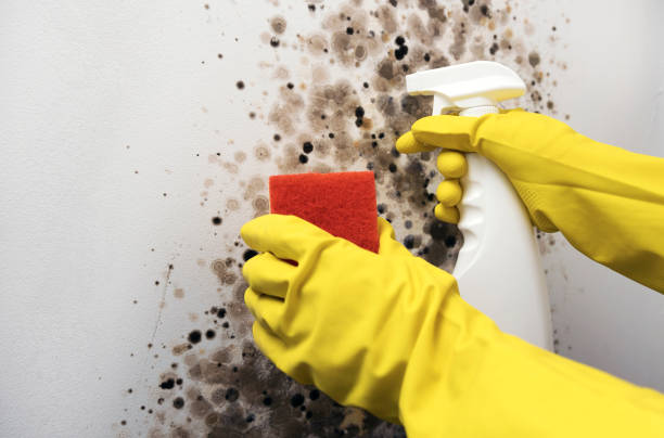 Best Emergency Mold Removal  in Idylwood, VA