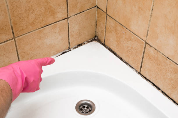 Attic Mold Removal in Idylwood, VA