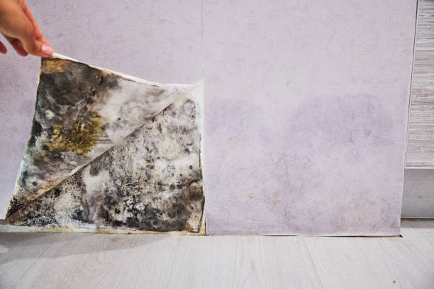 Mold Removal and Inspection in Idylwood, VA
